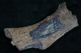 Thescelosaurus Scapula Section - Long #8984-1